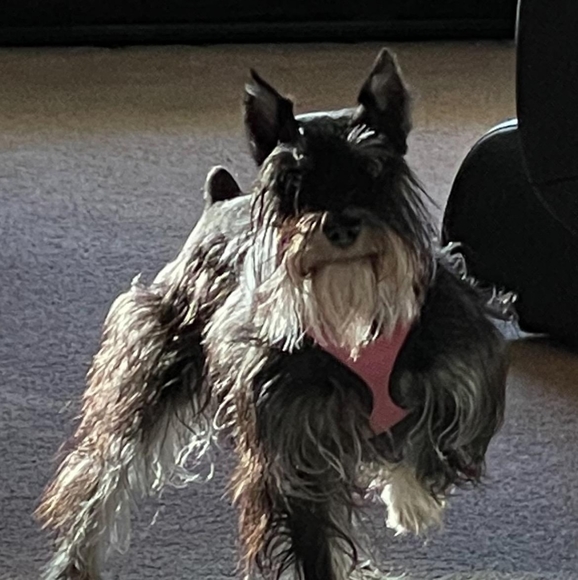 Meet your Posher, Jennifer - Picture 1 of 1